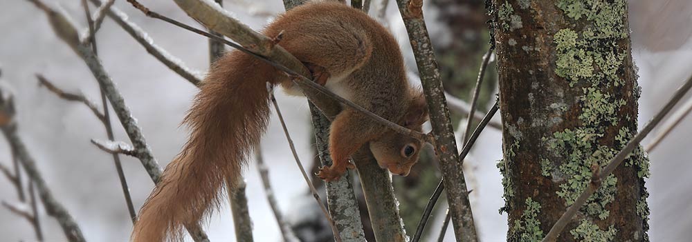 red squirrel